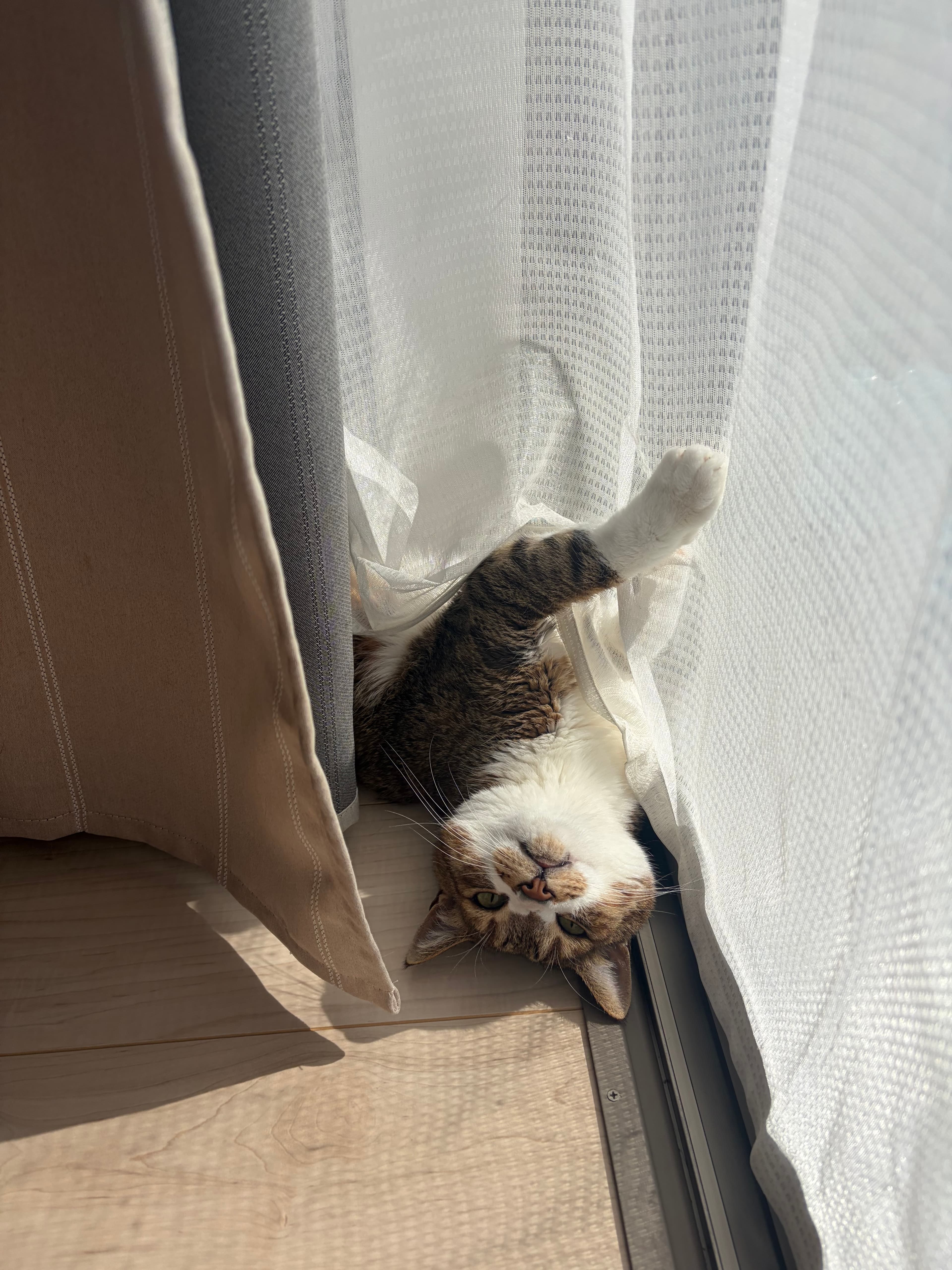 日向ぼっこ