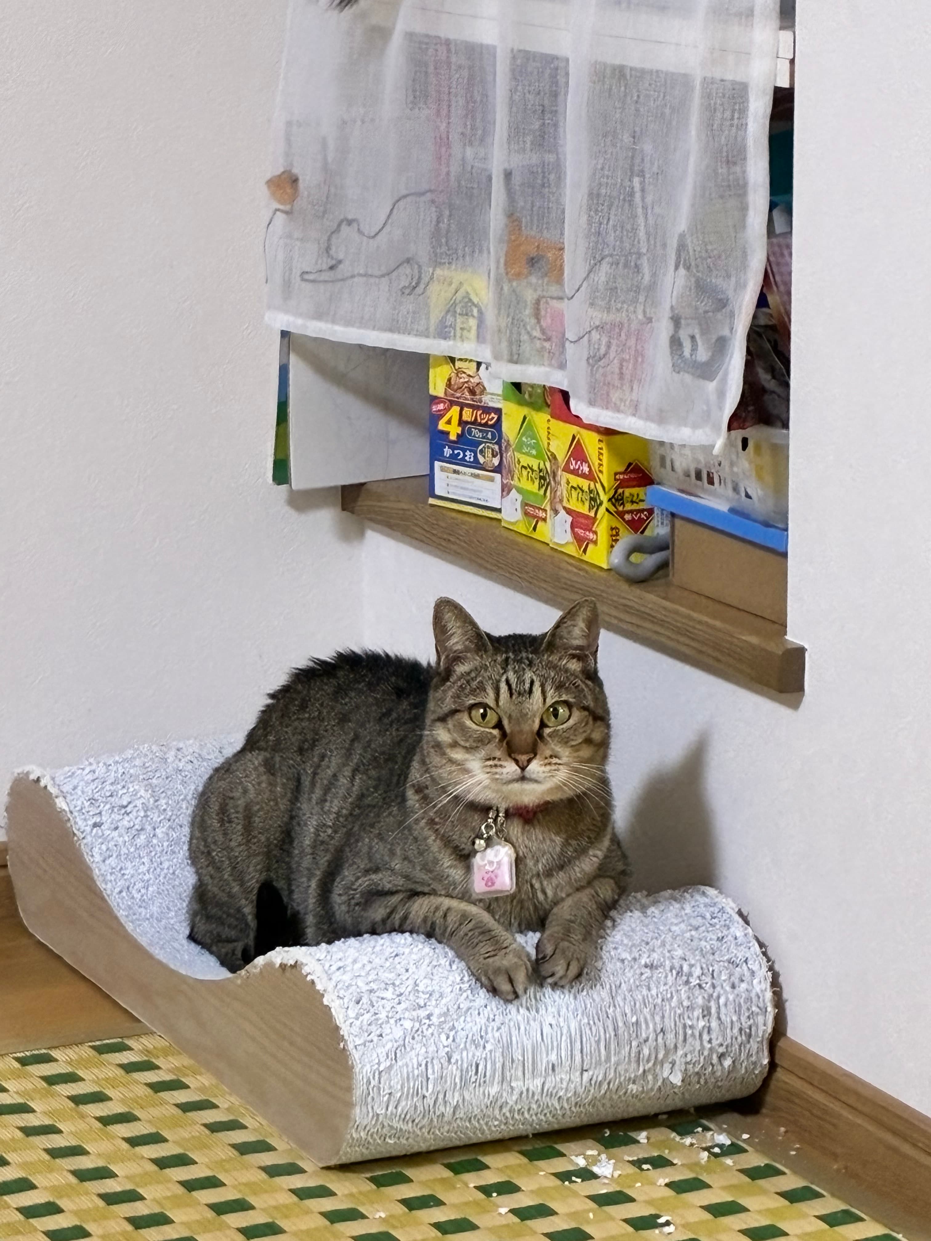 猫王国の懸賞で当たった