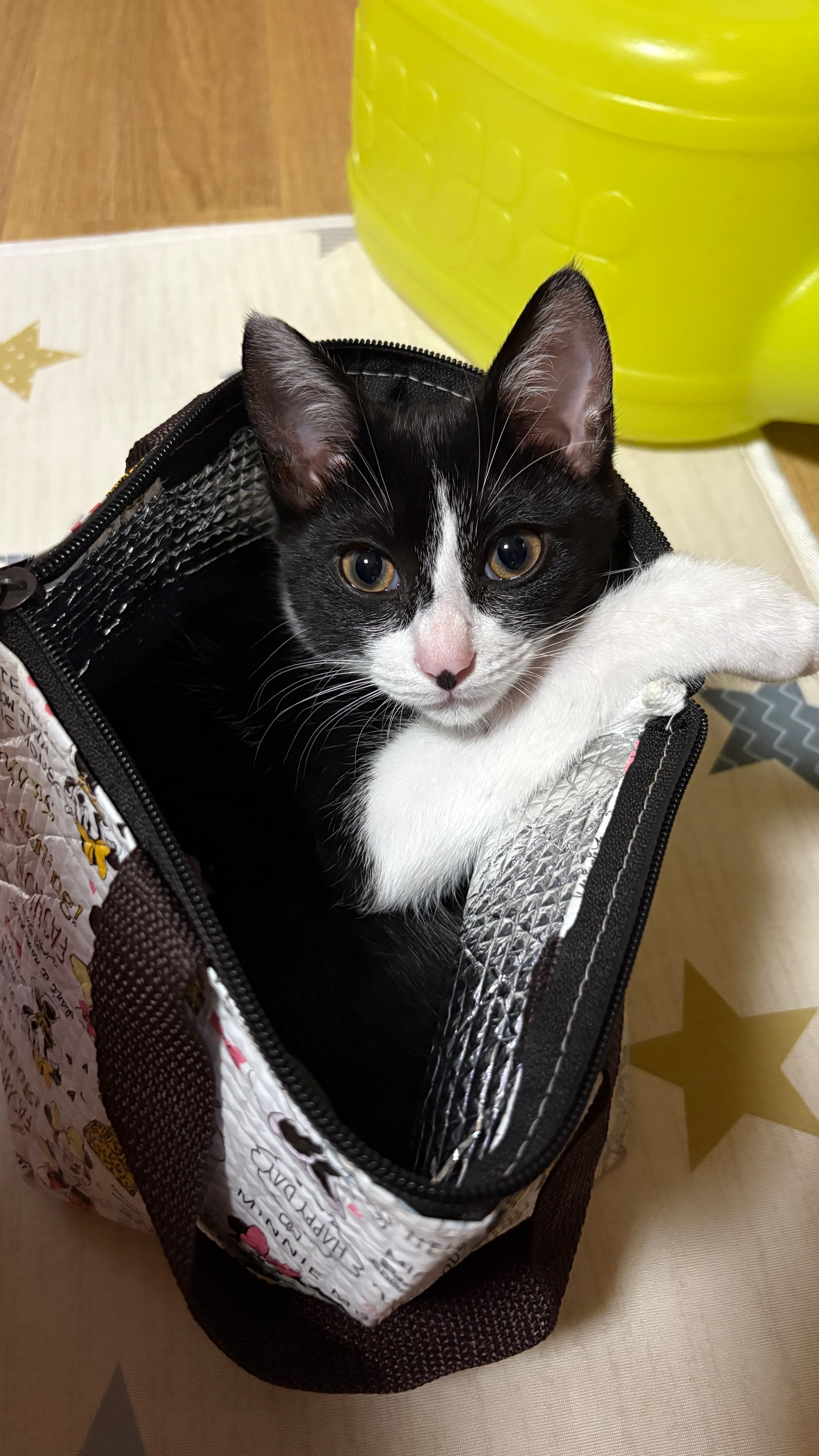 お弁当になりたいにゃ😽