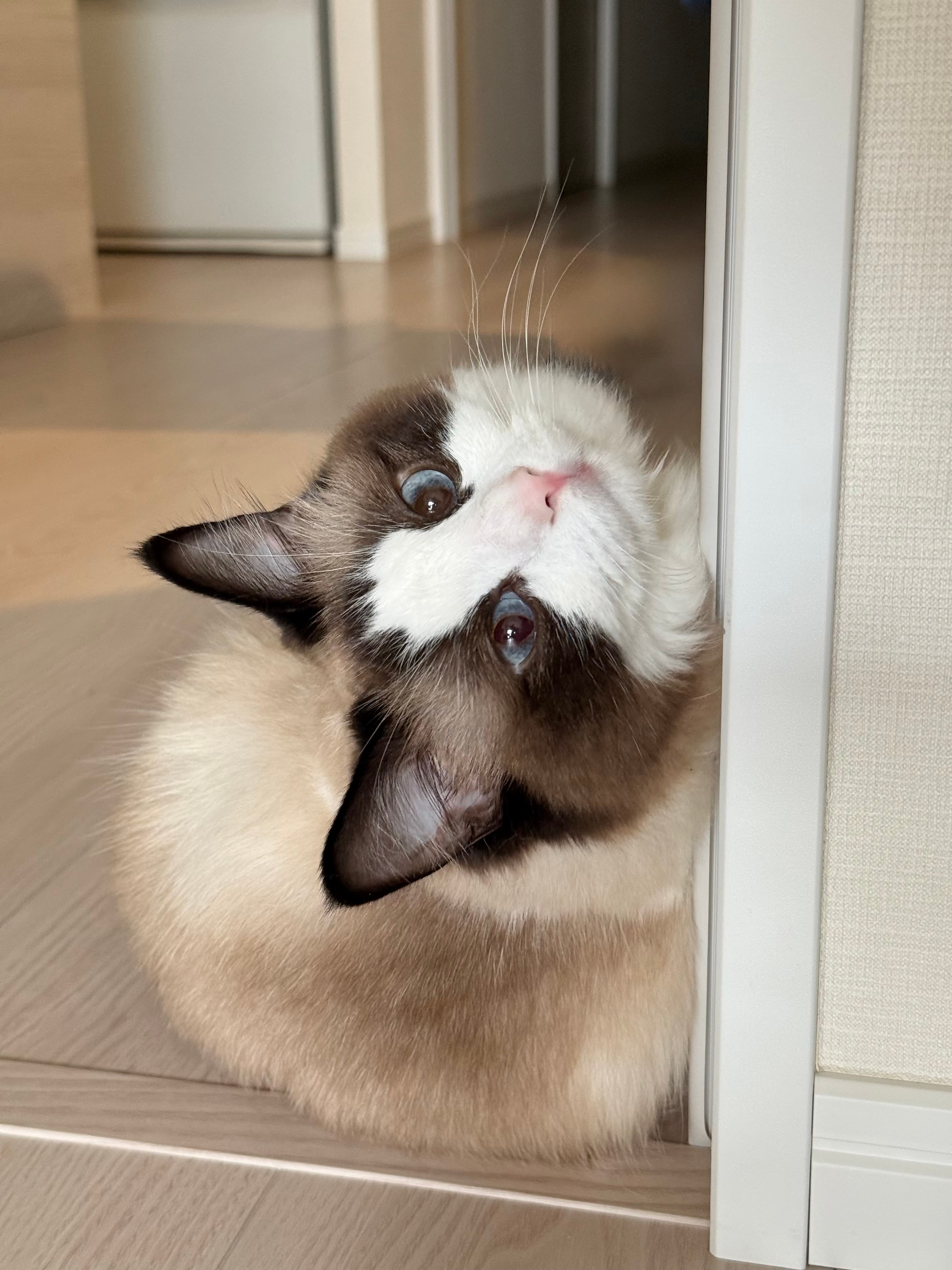 きゅるん