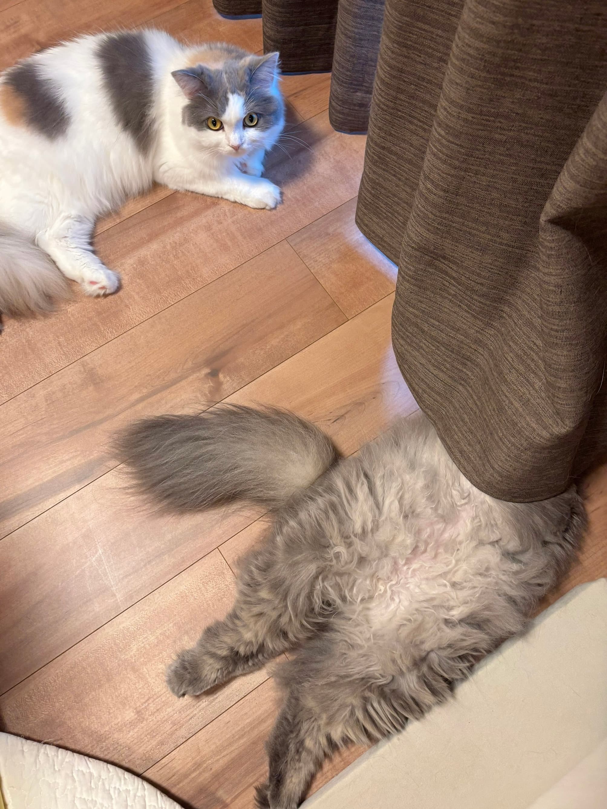 隠れてるつもりです