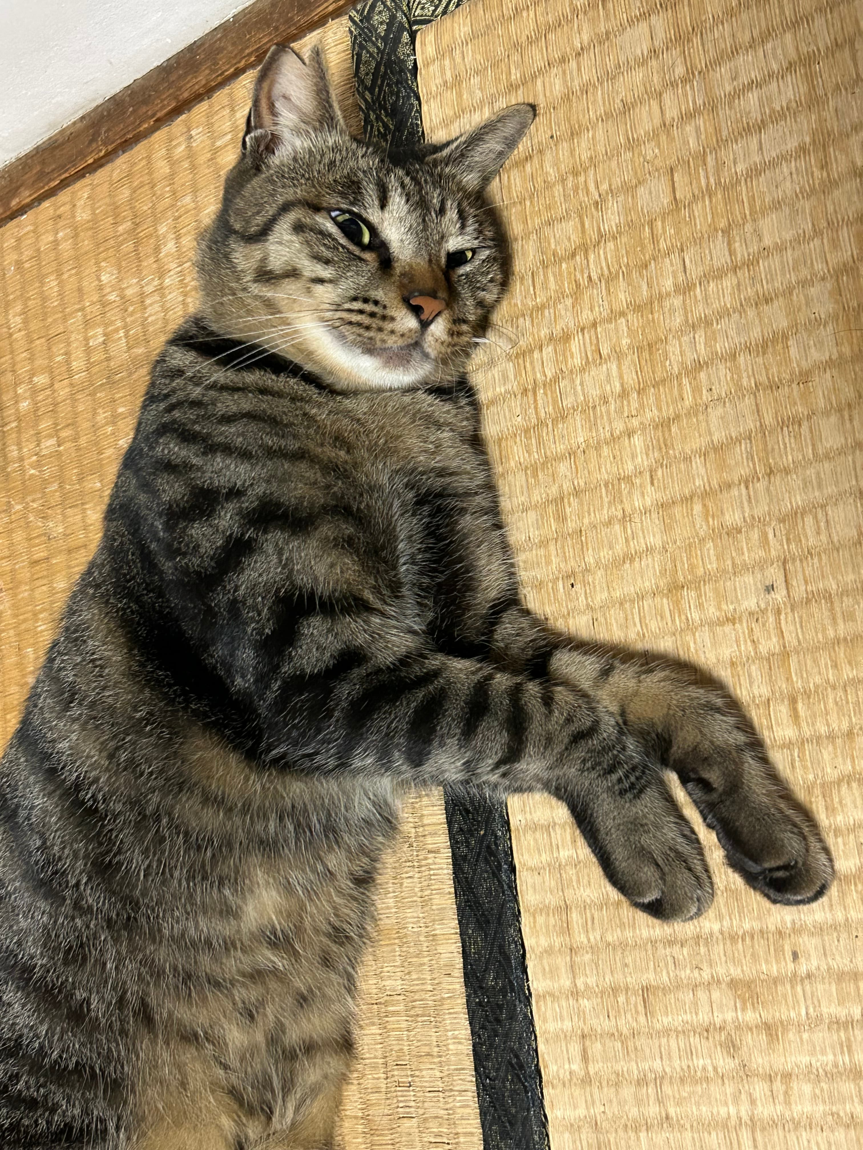 暑い日が続くにゃ